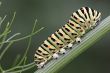 Papilio machaon`s caterpillar