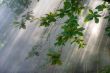 morning sunlight in vegetation