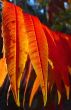 Sumac Leaves