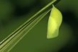 pupa of a diurnal butterfly papilionidae