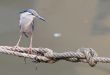 little heron on a rope