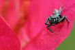 jumping spider , Malaysia