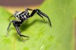 jumping spider, Malaysia
