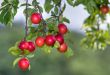 succulent prunes
