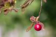 shining hanging prune