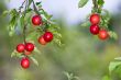 succulent prunes