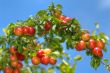 succulent prunes