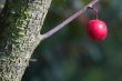 hanging red prune
