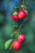 succulent prunes