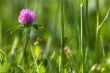 trefoil flower in meadow