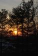 Pine Sunset