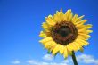 Sunflower and sky