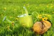 Watering can in the grass