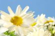 Daisies against the blue sky