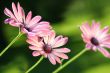 Pink daisies