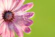 Pink daisy against green