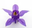Blue flower