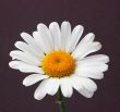 Daisy on brown background