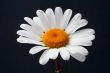 Daisy isolated