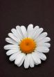 Daisy on black background