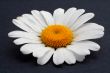 Daisy with droplets