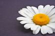 Daisy on violet background