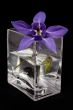 Blue flower in the vase