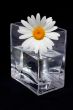 Daisy in the vase