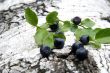Blueberry