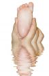 children foot