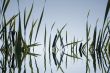 Grass in water