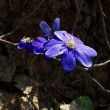 The first flowers
