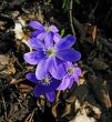 first spring flowers