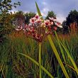 Flower on a bog
