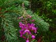 forest flower and pine needles