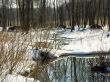 Spring water and  houses of beavers