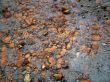 stones in water