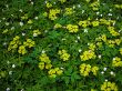 Spring flowers