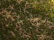 Pine needles and wood moss