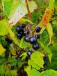 blackenning currant