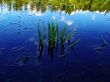 The reflected sky