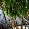 Branches above water