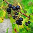 balckcurrant berries