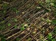 Carpet from branches