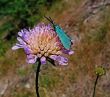 blue moth