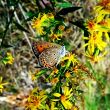 brown butterfly