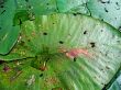Bugs on marsh leaves