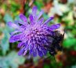 Bumblebee on a flower