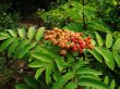 Wild mountain ash