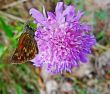 The butterfly with the closed wings